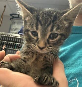 Cup -  Domestic Short Hair Cat for Adoption in Salisbury, Maryland - Cup | PetCurious