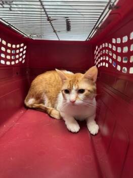 Rescue Domestic Short Hair Cats for Adoption in Allen, Texas - Patrick | PetCurious