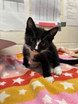 Kurt -  Domestic Short Hair Cat for Adoption in Santa Rosa, California - Kurt | PetCurious