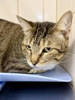 Rue -  Domestic Short Hair Cat for Adoption in San Antonio, Texas - Rue | PetCurious