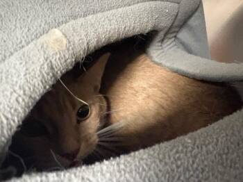 Tony (Nickel) -  Domestic Short Hair Cat for Adoption in Twentynine Palms, California - Tony (Nickel) | PetCurious