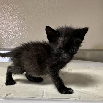 Jason -  Domestic Short Hair Cat for Adoption in San Antonio, Texas - Jason | PetCurious