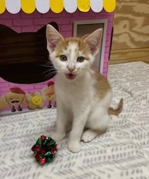 Rescue Tabby Cats for Adoption in Southern Pines, North Carolina - Carson | PetCurious