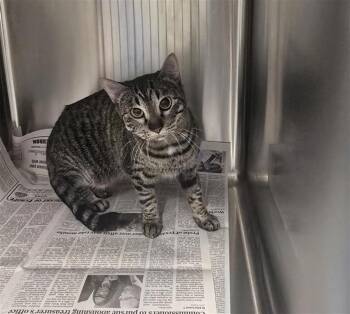 Domestic Short Hair Cats Available for Adoption in Houston, Texas - SMOUGH | PetCurious