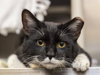 Domestic Short Hair Cats Available for Adoption - ZIGGY | PetCurious