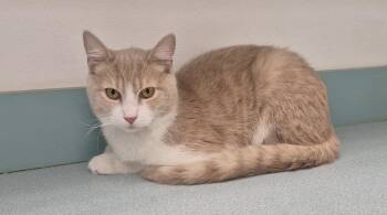 Domestic Short Hair Cats Available for Adoption - Curbie | PetCurious