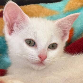 Arwen [and Galadriel] -  Domestic Short Hair Cat for Adoption in Santa Fe, New Mexico - Arwen [and Galadriel] | PetCurious