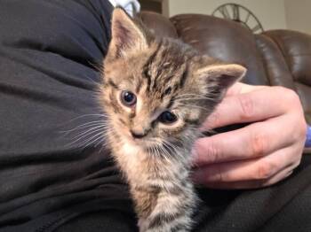 Marky -  Domestic Short Hair Cat for Adoption in Warren, Pennsylvania - Marky | PetCurious