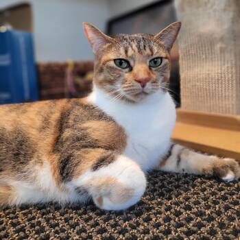 Rescue American Shorthair Cats for Adoption in Lincoln Park, New Jersey - Estrella | PetCurious