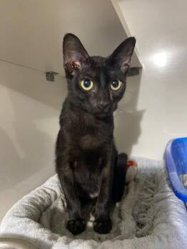 Jonah -  Domestic Short Hair Cat Available for Adoption in Corpus Christi, Texas - Jonah | PetCurious