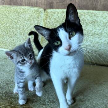 SARCA -  Domestic Short Hair Cat Available for Adoption in Richmond, California - SARCA | PetCurious