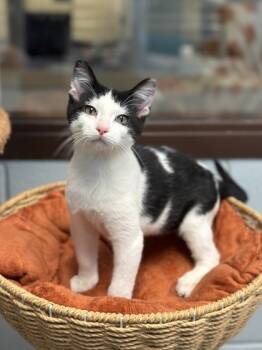 Rescue Domestic Medium Hair and Domestic Short Hair Cats for Adoption in Grapevine, Texas - Pretzel | PetCurious