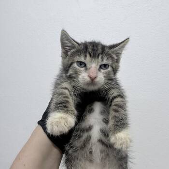Yuxa -  Domestic Short Hair Cat for Adoption in New York, New York - Yuxa | PetCurious