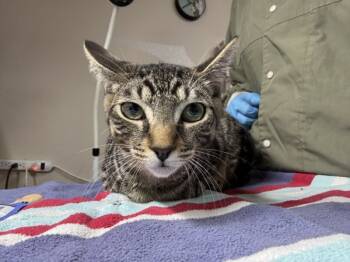 Rescue Domestic Short Hair Cats for Adoption in Sherwood, Oregon - Magic | PetCurious