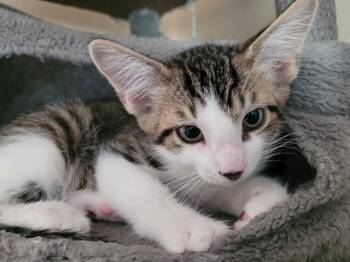 BBQ -  Domestic Short Hair Cat for Adoption in Logan, Utah - BBQ | PetCurious