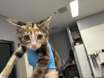 LOLA -  Domestic Short Hair Cat for Adoption in Thousand Palms, California - LOLA | PetCurious