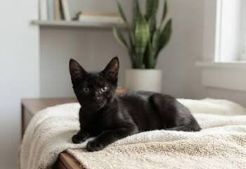 Jerry -  Domestic Long Hair Cat for Adoption in Johnson City, Tennessee - Jerry | PetCurious
