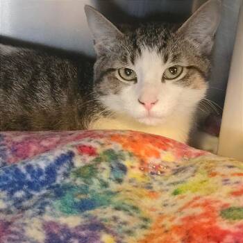 Domestic Short Hair Cats Available for Adoption - Scrooge | PetCurious