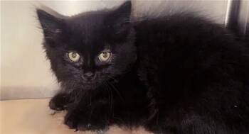 SEPHORA -  Domestic Long Hair Cat for Adoption in Brentwood, Missouri - SEPHORA | PetCurious