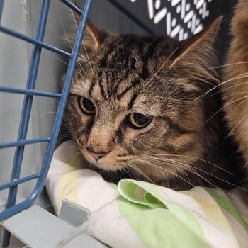 Domestic Short Hair Cats Available for Adoption in Evansville, Indiana - Mafia | PetCurious