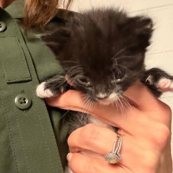 Domestic Short Hair Cats Available for Adoption in Evensville, Tennessee - Betsy | PetCurious