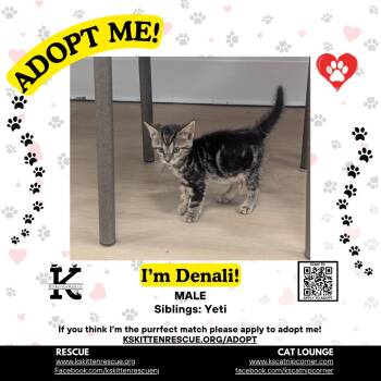 Denali -  Domestic Short Hair Cat for Adoption in OSBORNVILLE, New Jersey - Denali | PetCurious