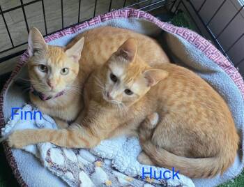 FINN -  Domestic Short Hair Cat for Adoption in Holbrook, New York - FINN | PetCurious