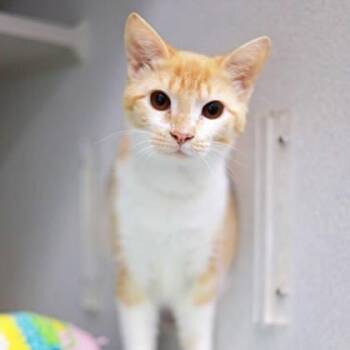 Domestic Short Hair Cats Available for Adoption in Atlanta, Georgia - Rangoon | PetCurious