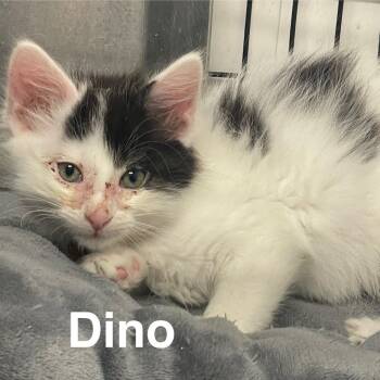 Rescue Domestic Long Hair Cats for Adoption in Kingman, Kansas - Dino | PetCurious