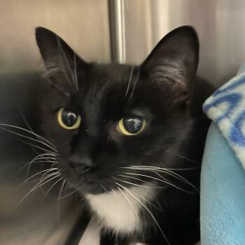 American Shorthair Cats Available for Adoption - Nugget And Tucker (mother And Son, Bonded) | PetCurious