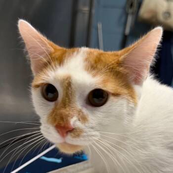 Butters -  Domestic Short Hair Cat for Adoption in Providence, Rhode Island - Butters | PetCurious