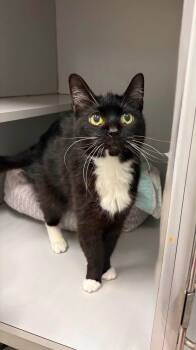 Lexie -  Domestic Short Hair Cat for Adoption in Athol, Massachusetts - Lexie | PetCurious