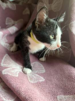 Dinky -  Domestic Short Hair Cat for Adoption in Little Rock, Arkansas - Dinky | PetCurious