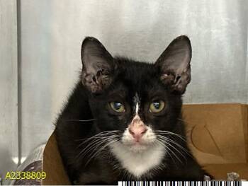 KEVIN -  Domestic Short Hair Cat for Adoption in West Palm Beach, Florida - KEVIN | PetCurious