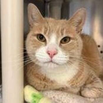 Prince Charming -  Domestic Short Hair Cat for Adoption in Reisterstown, Maryland - Prince Charming | PetCurious