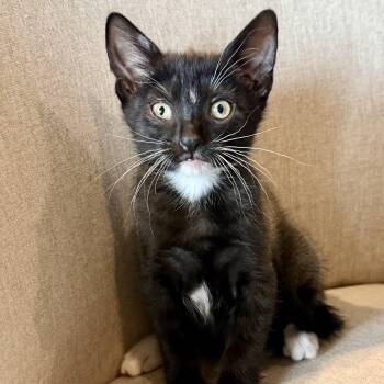 Casio -  Domestic Short Hair Cat for Adoption in Bentonville, Arkansas - Casio | PetCurious