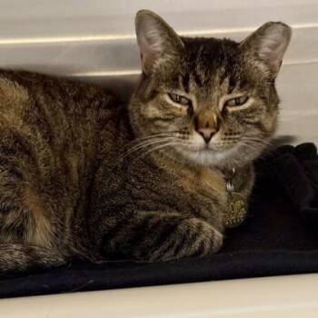 Aba -  Domestic Short Hair Cat for Adoption in Lansing, Michigan - Aba | PetCurious