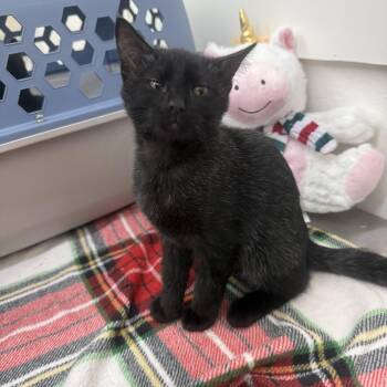 Blue -  Domestic Short Hair Cat for Adoption in Sonora, California - Blue | PetCurious