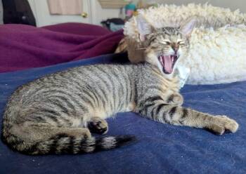 Albert -  Domestic Short Hair Cat for Adoption in Hampton, Virginia - Albert | PetCurious
