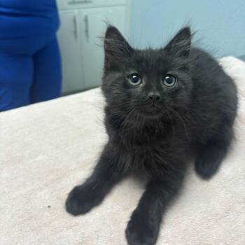 Squirrel -  Domestic Long Hair Cat for Adoption in Riverside, California - Squirrel | PetCurious