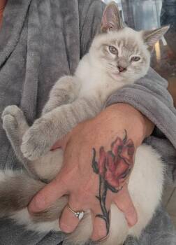 Bruster -  Siamese Cat Available for Adoption - Bruster | PetCurious