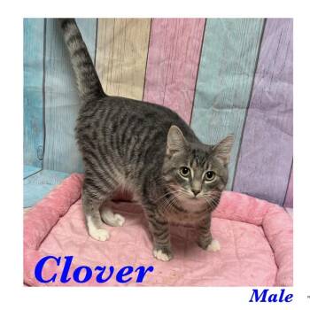 Clover -  American Shorthair Cat for Adoption in Ashland, Kentucky - Clover | PetCurious