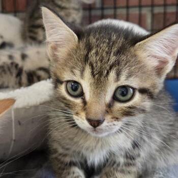 exxon -  Domestic Short Hair Cat for Adoption in Camden, Delaware - Exxon | PetCurious