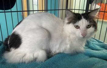 MISTER -  Domestic Medium Hair Cat for Adoption in Alameda, California - MISTER | PetCurious