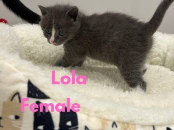 Lola (The Lititz Delivery Litter) -  Domestic Short Hair Cat for Adoption in Telford, Pennsylvania - Lola (The Lititz Delivery Litter) | PetCurious