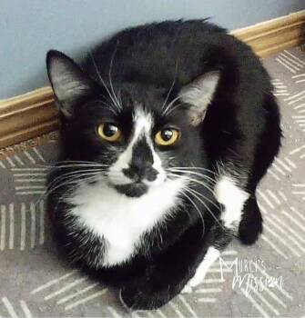 Rosalie 1417G-18 -  Domestic Short Hair Cat for Adoption in Spokane, Washington - Rosalie 1417G-18 | PetCurious
