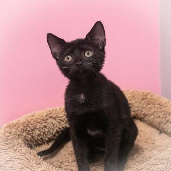 Tulipina -  Domestic Short Hair Cat for Adoption in St. Augustine, Florida - Tulipina | PetCurious
