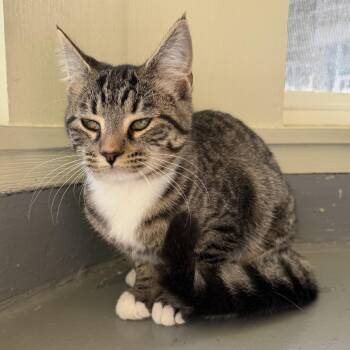 Queen -  Domestic Short Hair Cat for Adoption in Latrobe, Pennsylvania - Queen | PetCurious