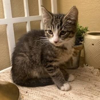 Rescue Domestic Short Hair Cats for Adoption in Bloomington, Illinois - Prudence | PetCurious