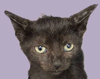 Islamorada -  Domestic Long Hair Cat for Adoption in Savannah, Georgia - Islamorada | PetCurious